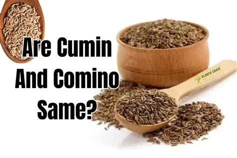 Thats why its wise to buy ground cumin in small quantities or keep just cumin seeds on hand and roast and grind them with a spice grinder in small batches. . Comino vs cumin